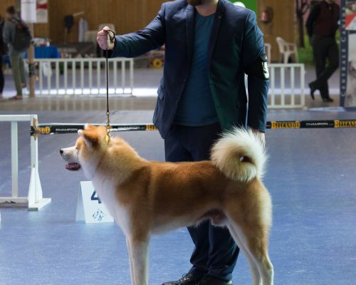 World Japanese Dog Show Paris 2018