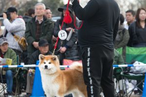 78490812 1568384796637369 1050390108286484480 o 1568384776637371