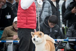 78603071 1568382896637559 7708363116790153216 o 1568382869970895