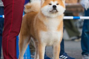 79992668 1568381323304383 3610166844058501120 o 1568381316637717