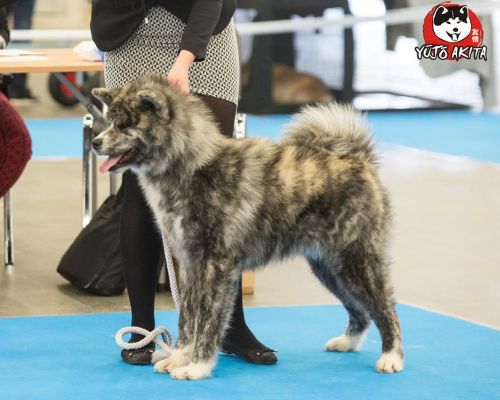 Międzynarodowa Wystawa Psów Rasowych w Kielcach 24.11.2017 - 26.11.2017