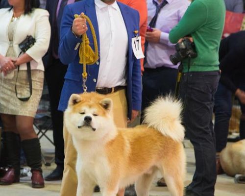 CLUB DOG SHOW DE-LIPSK 09.11.2017