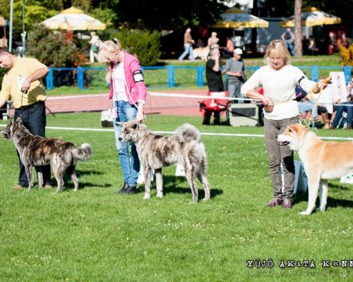 Międzynarodowa Wystawa Psów Rasowych we Wrocławiu 28.09.2014