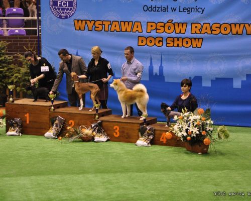 Międzynarodowa Wystawa Psów Rasowych w Głogowie 26.01.2014