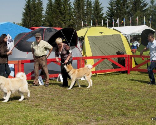 Międzynarodowa Wystawa Psów Rasowych w Zakopanym 02.08.2014