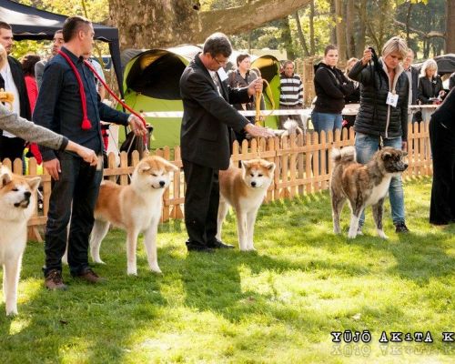 Akita Cup Poland 27.09.2014