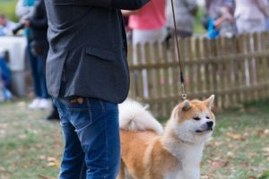 akita c 2844429 28Kopiowanie29