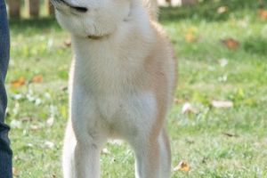 akita c 288929 28Kopiowanie29