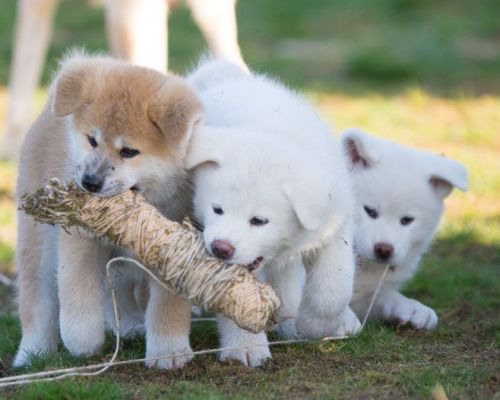 Szczeniaki  Puppies